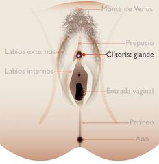 glande del clítoris