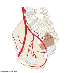 Arterias inferiores