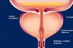 Uretra Prostatica
