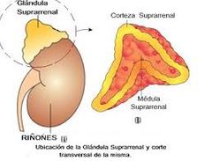 Anatomia de las Glandulas Suprarrenales