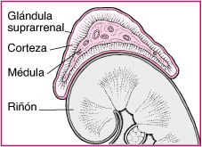 Medula suprarrenal