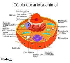 Partes de la célula eucariota