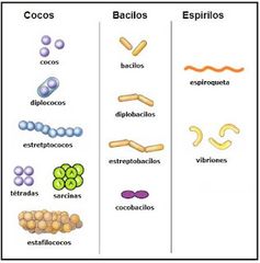 Cocos:  forma esférica
 -  Dos cocos- diplococos
 -  Cadena de cocos- estreptococos 
 -  Forma irregular o racimo de uvas- estafilococos 

Bacilos:  forma de bastón alargado
-    Cocobacilos- entre esférica y alargado
-   Dos bacilos- diplobaci...