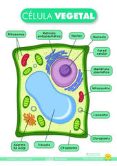 Características esféricas de las células vegetales 

-  Cloroplastos- fotosíntesis
-  Vacuola- Almacenamiento de agua y eliminación de deseche
-  Pared celular- celulosa, protección