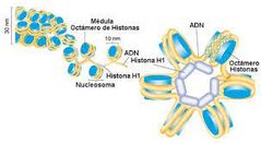 -  ADN- Ácido desoxirribonucleico
-  ARN- Ácido ribonucleico
-  Están formados por azúcar, bases nitrogenadas y grupo fosfato
-  Uniones fuertes de Guanina y Citosina(3 uniones) y uniones débiles de Adenina y Timina(2 uniones)
-  Genómico y ...