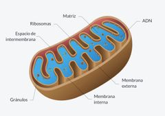 Teoría endosimbiótica establece que alguna vez células eucariotas y procariotas se unieron.

Partes de mitocondria
- Membrana exterior- deja pasar casi todo, permeable 
-  Membrana interna- Bloquea casi todo, impermeable
-  Crestas- prolongaci