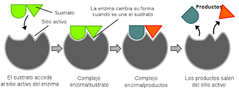 -  Fase 1:  Modelo de cerradura-  el sustrato se une al sitio activo
-  Fase 2:  modelo de ajuste inducido- donde se modifica  la enzima para que ya no se use
-  Cofactor- calcio, magnesio, cobre, manganeso, selenio y zinc