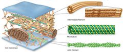 -  Donde pasan todos los elementos de la célula, telaraña
-  Micro filamentos(7 a 9nm), (es el transporte) filamentos intermedios(los cables que sostienen) (10nm) y los microtúbulos( la carretera del puente)(24nm)