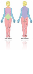 Tipos de anatomía