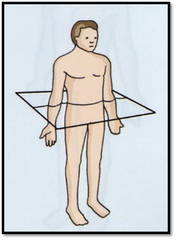 -  Plano transversal- Plano horizontal, perpendicular al plano sagital, que divide el cuerpo en partes, superior e inferior.
