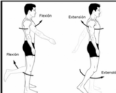 Flexión: Indica doblar o disminuir el ángulo existente entre huesos o partes del cuerpo.

Extensión: Indica rectificar o incrementar el ángulo entre huesos o partes del cuerpo.