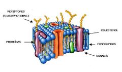 Membrana Celular