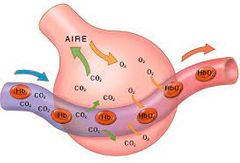 -  En el Aparato Respiratorio, fluye por los pulmones y llega a los alveolos, adquiriendo el oxigeno que necesitan las células y la membrana que separa a los alveolos y la luz de los capilares, por ahí se pasa rápido el oxigeno.
