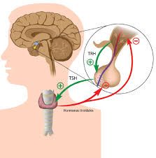 Sistemas Hormonales

Ocho glándulas endócrinas mayores  y tejidos, secretan hormonas que regulan las funciones celulares.