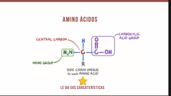 -  Carbono central, grupo amino, grupo ácido carboxílico, un hidrogeno y su radical