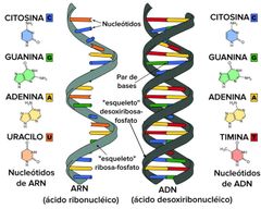Ácidos Nucleicos.
(N.A.)