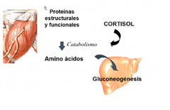 efectos del cortisol sobre el metabolismo de DE LAS PROTEINAS