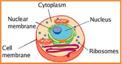 Ribosome 