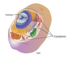 Cytoplasm