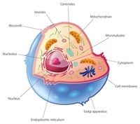 Son la estructura de las células que componen los organismos