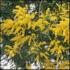 Acacia dealbata
Mimosa / Acacia mimosa