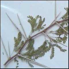 Vachellia farnesiana
Acacia farnesiana