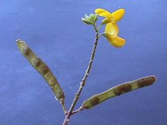 Adenocarpus complicatus
Codeso