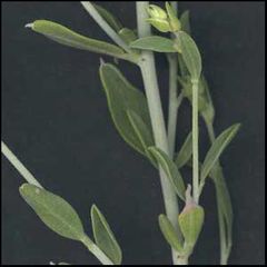 Anthyllis cytisoides
Albaida