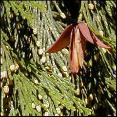 Calocedrus decurrens
Libocedro de California / Cedro de incienso de California