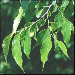 Celtis australis
Lodón / Almez / Aligonero