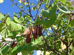 Cercis siliquastrum
Árbol del amor / Algarrobo loco