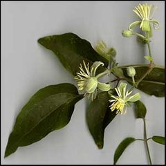 Clematis vitalba
Clemátide