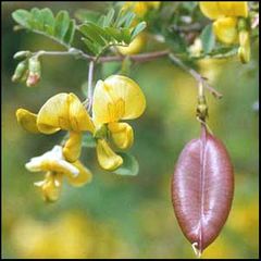 Colutea sp (Colutea arborescens / Colutea hispanica)
Espantalobos