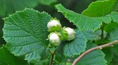 Corylus avellana
Avellano