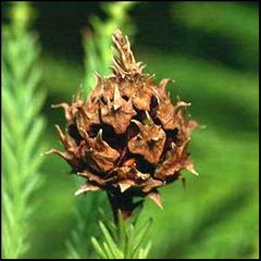 Cryptomeria japonica
Sugi / Cedro japonés