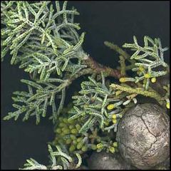 Cupressus arizonica
Ciprés de Arizona