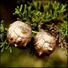 Cupressus macrocarpa
Ciprés de Monterrey