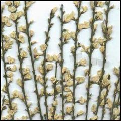 Cytisus multiflorus
Escoba blanca