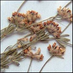 Dorycnium pentaphyllum
Bocha