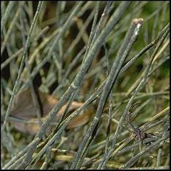 Ephedra fragilis
Efedra