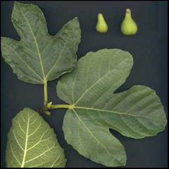 Ficus carica
Higuera