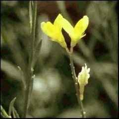 Genista florida
Retama blanca
