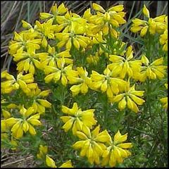 Genista hispanica
Olaguina / Aliaga negral