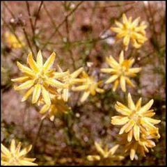 Genista umbellata
Bolina