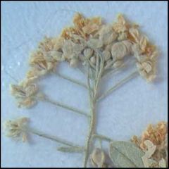 Hormathophylla spinosa
Aliagueta / Aliso espinoso