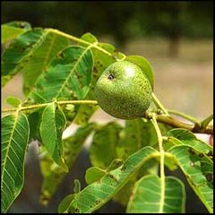 Juglans regia
Nogal común