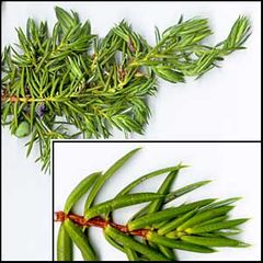 Juniperus communis
Enebro
