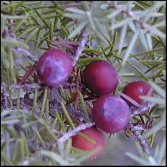 Juniperus oxycedrus
Enebro rojo