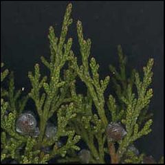 Juniperus phoenicea
Sabina común / Sabina negra
