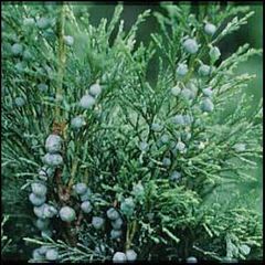 Juniperus sabina
Sabina rastrera